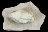 Juvenile Oreodont (Merycoidodon) Skull - South Dakota #113286-1